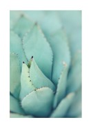 Agave Plant Leaves | Stwórz własny plakat