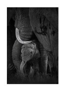Newborn Elephant With Mother | Stwórz własny plakat