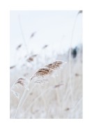 Reeds In Winter | Stwórz własny plakat