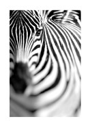 Zebra Portrait | Stwórz własny plakat