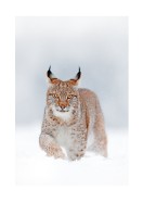 Lynx In Winter Landscape | Stwórz własny plakat