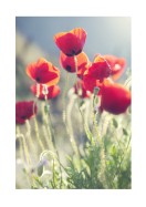 Poppies In The Evening Sun | Stwórz własny plakat
