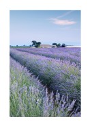Lavender Fields In France | Stwórz własny plakat