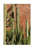 Cactus Plant In The Sun | Stwórz własny plakat