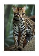 Wildcat In Nature | Stwórz własny plakat