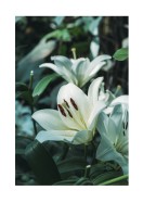 White Lily Flowers | Stwórz własny plakat