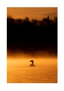 Duck In Morning Light | Stwórz własny plakat
