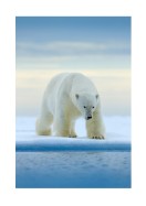 Polar Bear In The Wild | Stwórz własny plakat