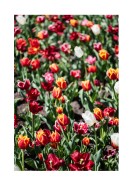 Field Of Colorful Tulips | Stwórz własny plakat