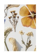Dried Flowers Collection | Stwórz własny plakat